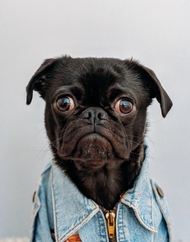 photo of a pug, aka grumpy dog, wearing a jean jacket